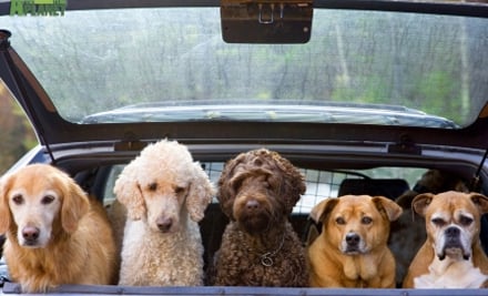 Dog Company