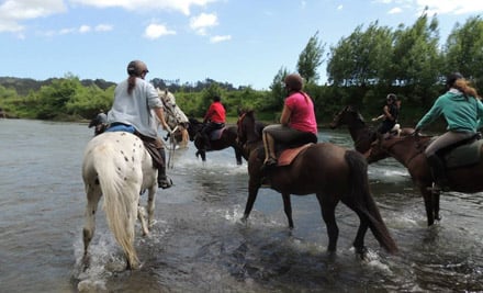 Nikau Valley Horse Treks