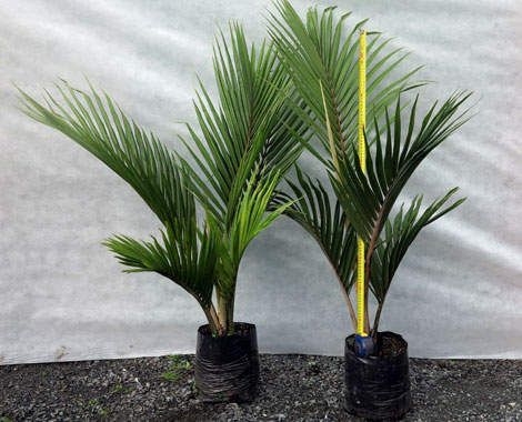 Matakana Palms