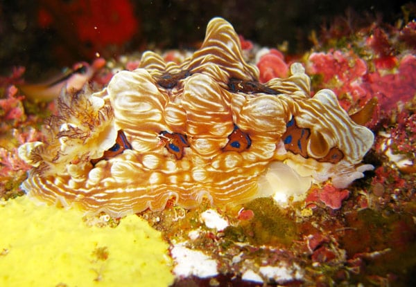 $89 for a Half Day Guided Snorkel Experience at Either Goat Island, Tawharanui Marine Reserve or Kawau Island or $175 for Two People – Both Options incl. Boat Trip, Snorkel Gear, Fins & Wetsuit