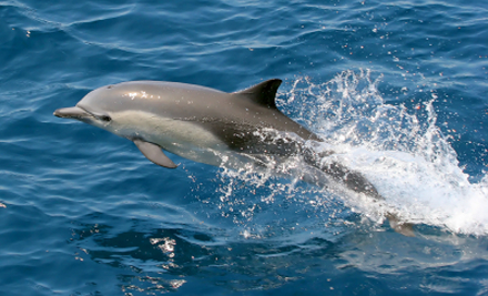 M.V. Dolphin Explorer Port River Dolphin Cruises