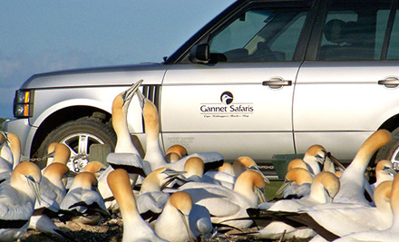 Gannet Safaris Overland Ltd.