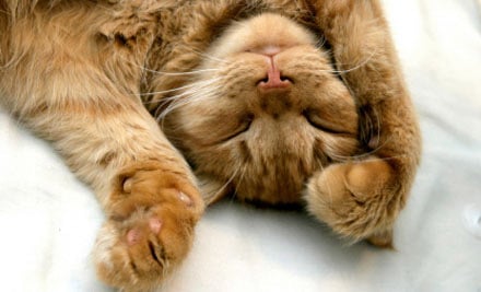 Beccijane's Cattery
