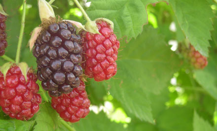 Hanna Berry Farm