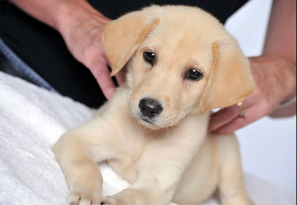 $40 for Two Days of Doggy Day Care / $100 for Five Days / $180 for Ten Days - incl. Nail Clipping (value up to $409)