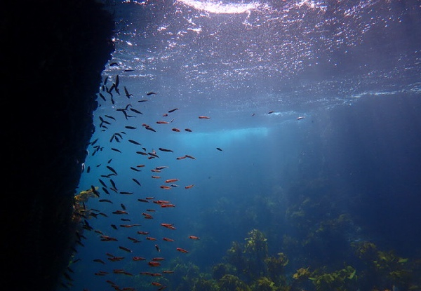 Bay of Islands Snorkelling Ltd
