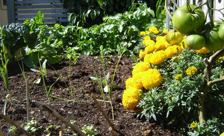 Revital Fertilisers