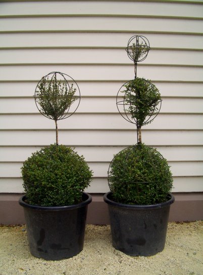 Artistic Plants