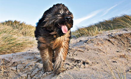Furtography Pet Portraits
