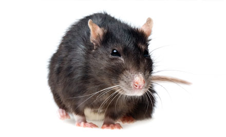 Verminators Pest Services