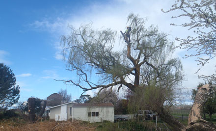 Tree Concepts HB