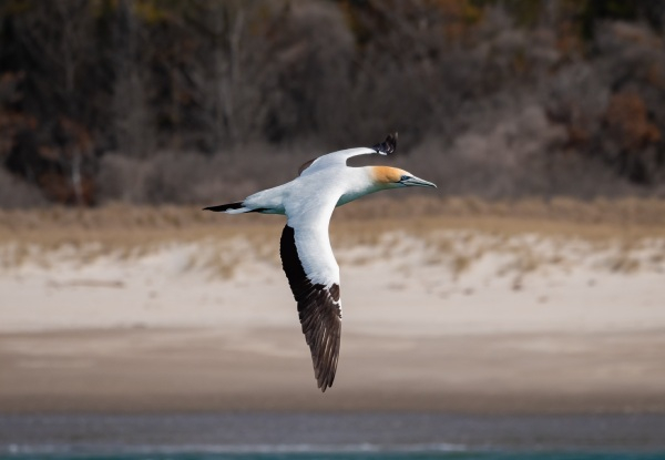 Unforgettable Two and a Half Hour Winter Coastal Cruise Around Tauranga Moana with Dolphin Seafaris incl. Hot Drink - Options for Adults & Kids Pass