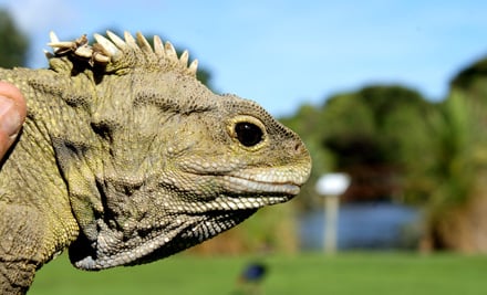 Nga Manu Nature Reserve