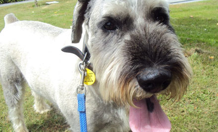 Wagtails Petcare