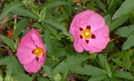 Post a Plant