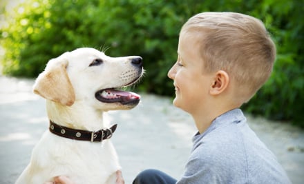 Let’s Go Dog Walking and Training Services