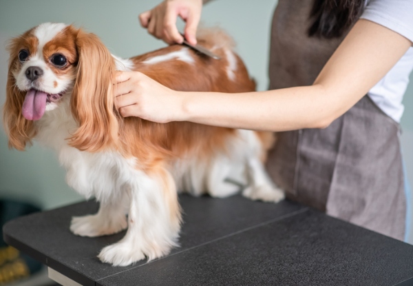 Dog Grooming Professional Diploma