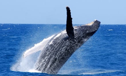 Whale One