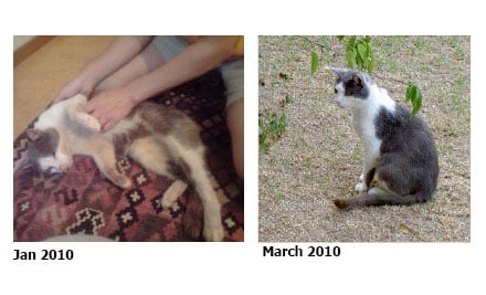 Sapphire Cat Rescue
