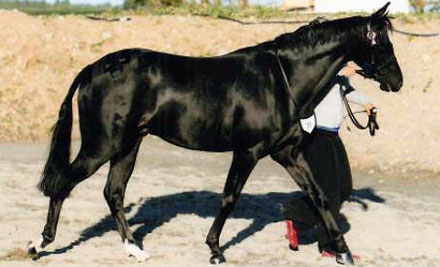 Devine Equine Riding & Training Centre