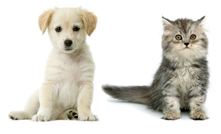 Clutha Vets