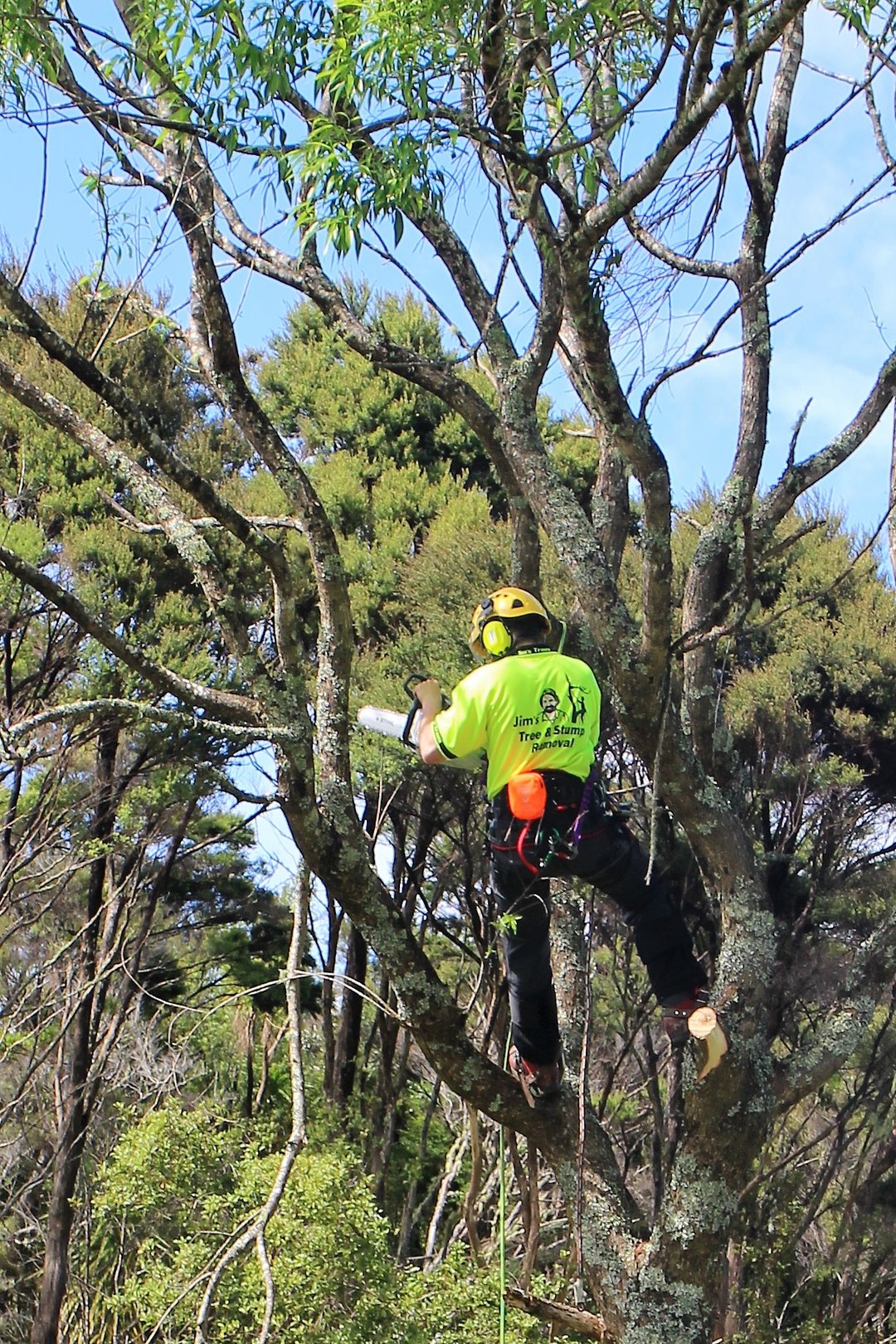 Jim's Tree and Stump Removal