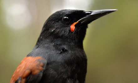 1 Hour Cloud Forest Tour