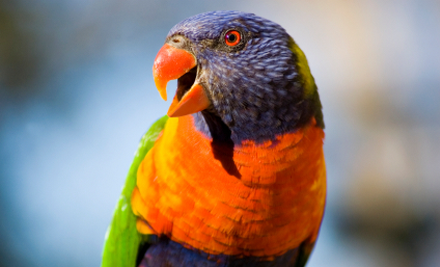Canberra Walk In Aviary