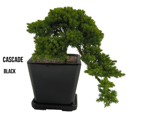 The Bonsai Company Ltd