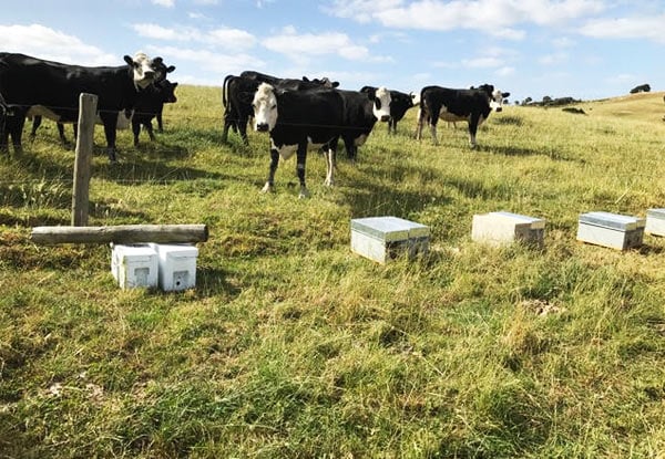 NZ Honey Innovations