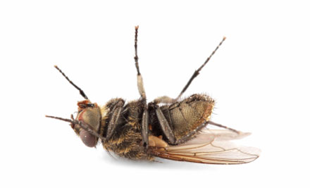 Pest Free Services Taranaki Ltd