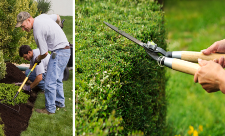 A+ Gardens & Maintenance