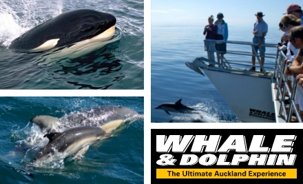 Explore NZ  - Whale & Dolphin Safari