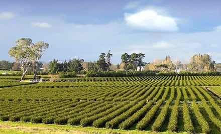 Zealong Tea