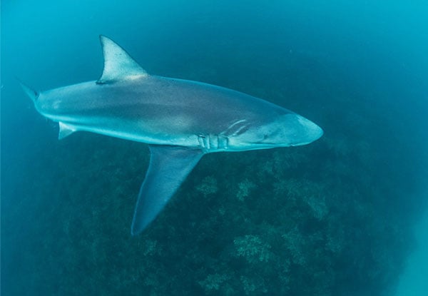 $199 Per Person for a Full-Day One-on-One Snorkel with the Sharks Experience or $395 for Two People