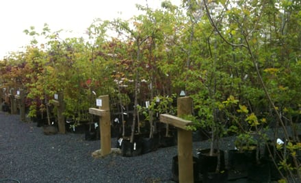 Designer Trees
