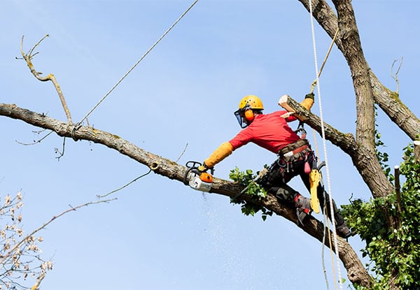 AA Trees Services