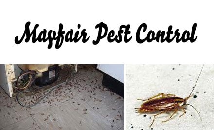 Mayfair Pest Control