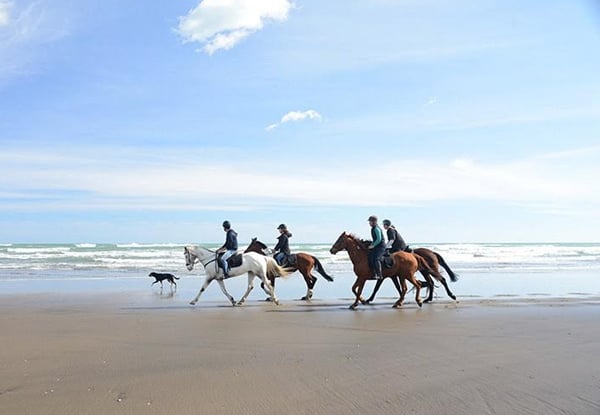Muriwai Beach Horse Treks**