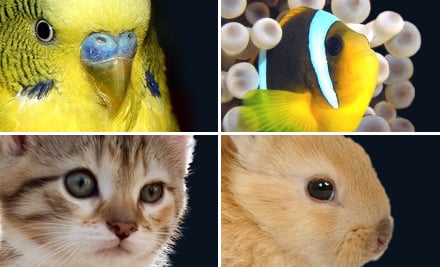 Wet Pets & Country Pets