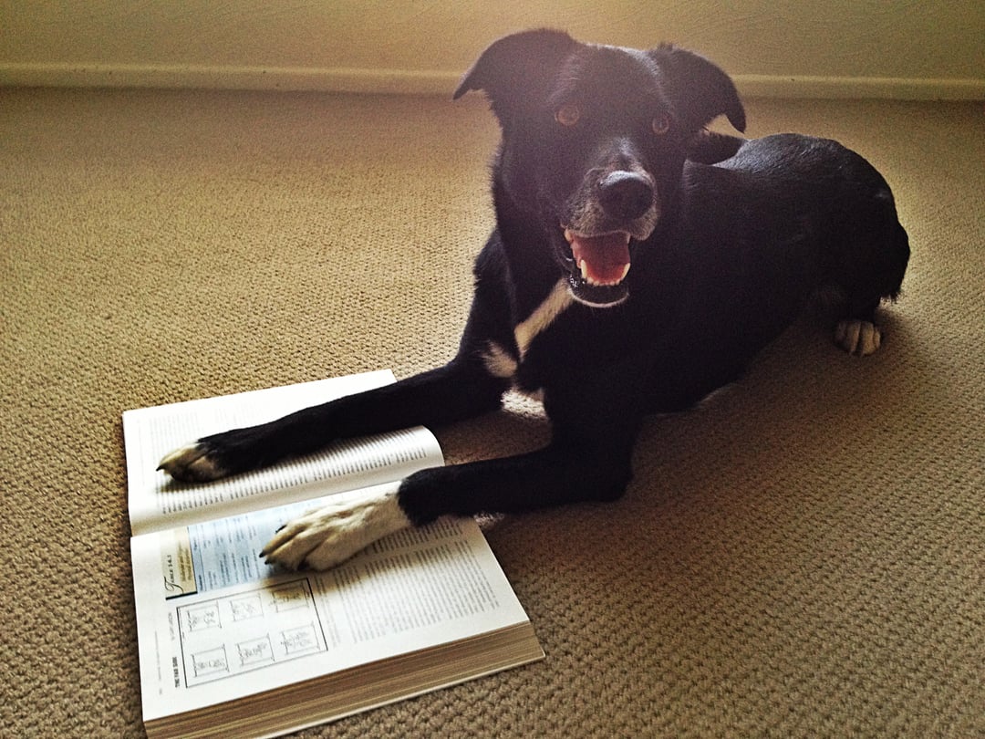 Dog Mechanics