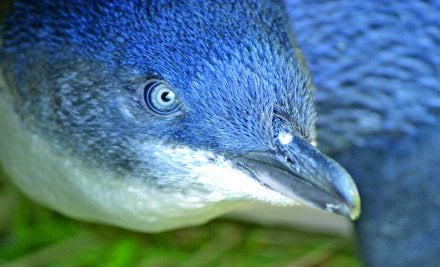 Blue Penguins Pukekura