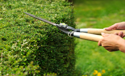 Natasha's Gardening Services