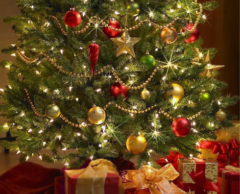 Christmas Trees Delivered