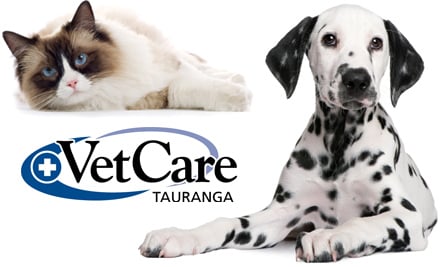 VetCare Tauranga