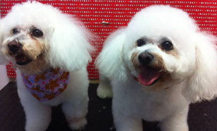 Plush Puppies