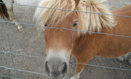 Wee Dram Farm Park