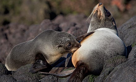 $45 for a Half-Day Wildlife Cruise for One Adult - Options for a Child & up to Four Adults (value up to $360)