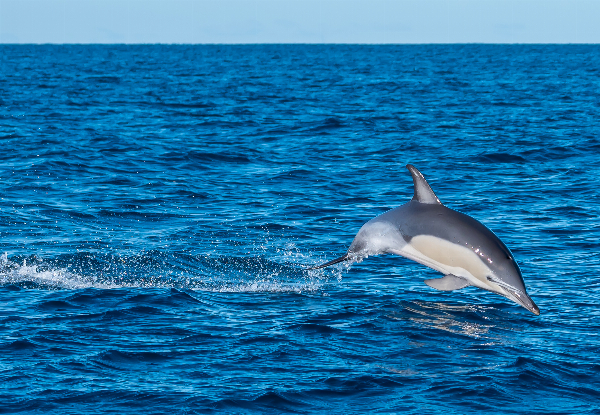 Dolphin Seafaris