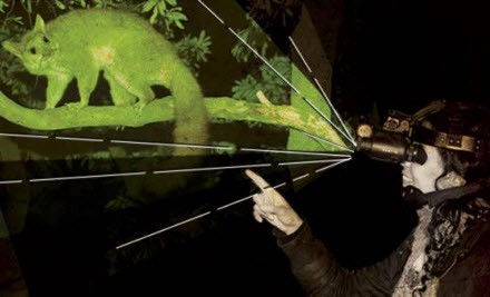 After Dark Nature Tours